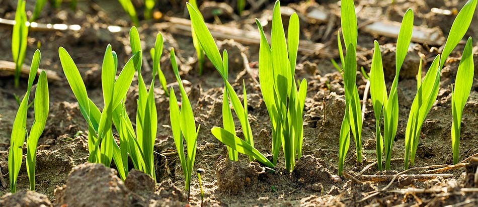 Rasen-Keimdauer-und-Rasenwachstum