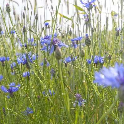 Blumenwiese anlegen ☀️ 5 Tipps zum mähen, säen & Samen | Halmland
